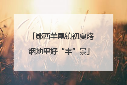 郧西羊尾镇初夏烤烟地里好“丰”景