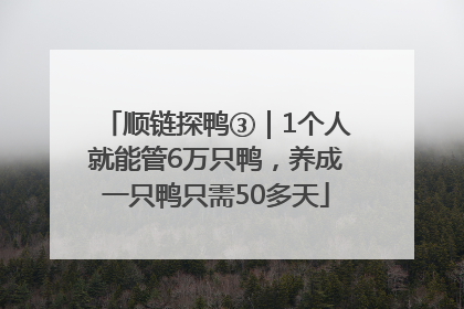 顺链探鸭③｜1个人就能管6万只鸭，养成一只鸭只需50多天