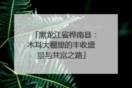 黑龙江省桦南县：木耳大棚里的丰收盛景与共富之路